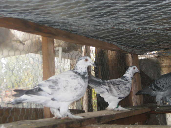Picture 065 - porumbei voiajori maghiari de frumusete