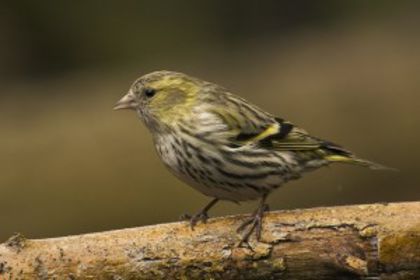 Scatiul; (Carduelis spinus)
