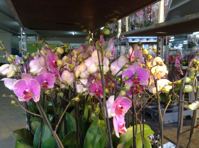 image - Sera orhidee Phalaenopsis