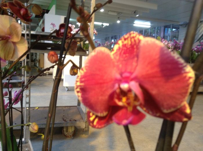 image - Sera orhidee Phalaenopsis