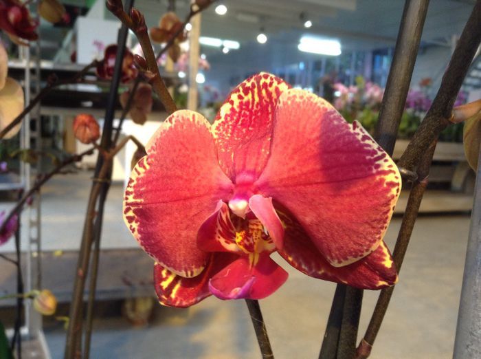 image - Sera orhidee Phalaenopsis