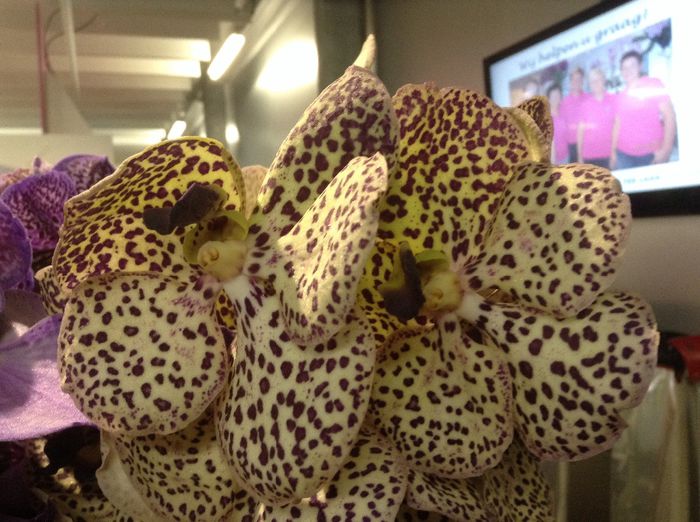 Flori taiate - Sera orhidee Phalaenopsis