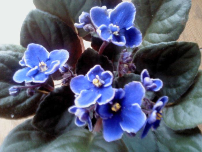 DSC00365 - VIOLETE 2014-2015-2016-2019