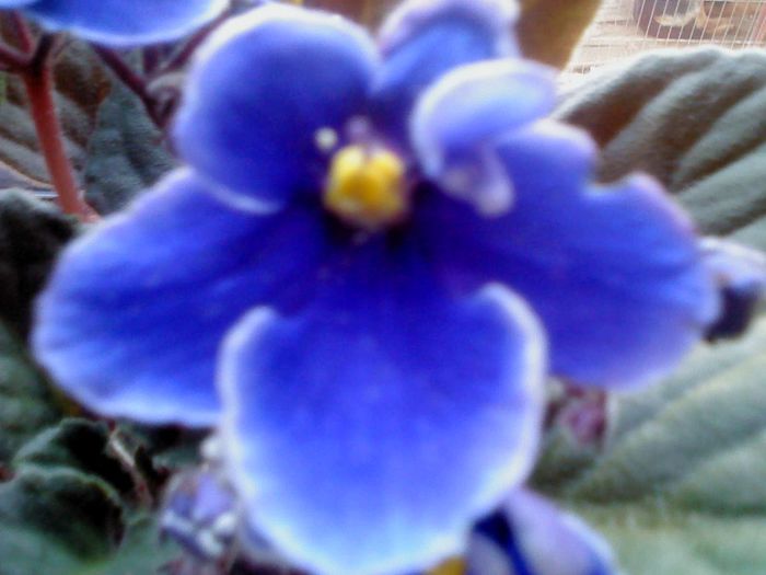 DSC00393 - VIOLETE 2014-2015-2016-2019