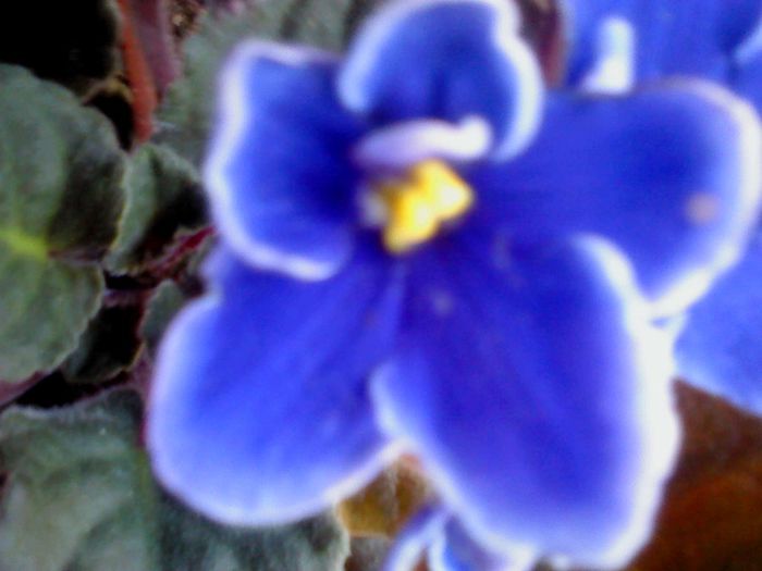 DSC00394 - VIOLETE 2014-2015-2016-2019