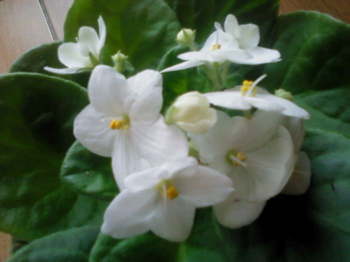 DSC00367 - VIOLETE 2014-2015-2016-2019