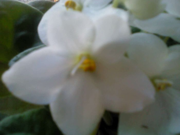 DSC00392 - VIOLETE 2014-2015-2016-2019