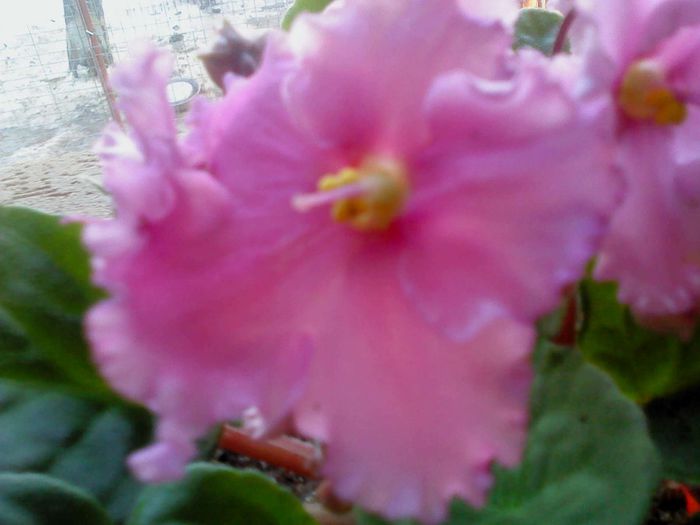 DSC00389 - VIOLETE 2014-2015-2016-2019