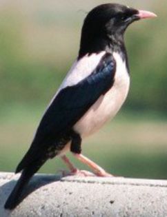 Lăcustarul; (sturnus roseus)
