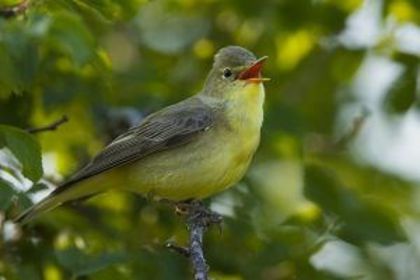 Frunzărița galbenă; (hippolais icterina)
