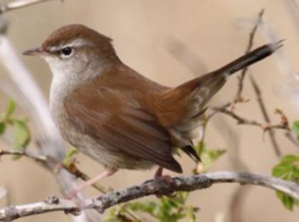 Stufărica; (cettia cetti)
