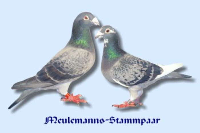 Meulemanns-cuplul-de-baza - Povestea lui Karel Meulemans de  Ad Schaerlaeckens