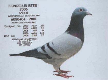 Meulemans-foto-porumbel-1