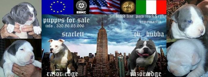 1656156_775095625836531_2025528674_n[1] - catei american bully de vanzare preturi intre 2500-3000 euro