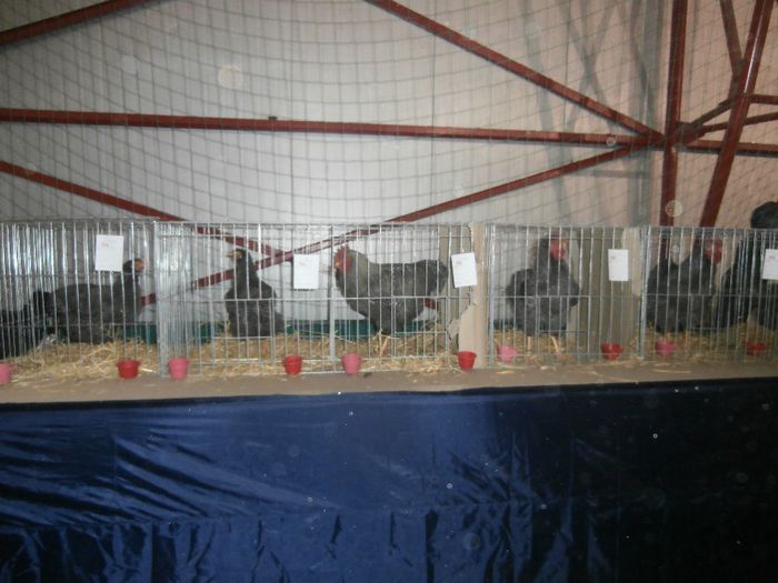 P2060030 - S- Expozitie Gherla 2014