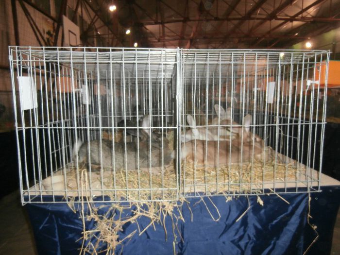 P2060032 - S- Expozitie Gherla 2014