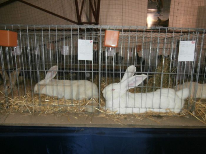 P2060034 - S- Expozitie Gherla 2014