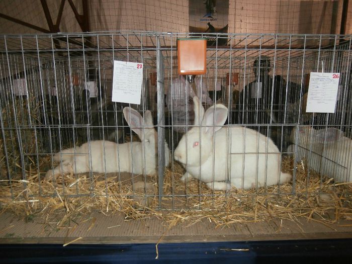 P2060035 - S- Expozitie Gherla 2014