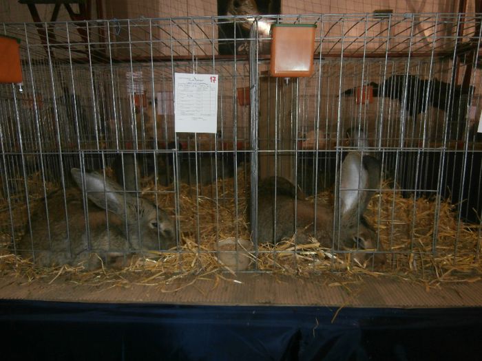 P2060037 - S- Expozitie Gherla 2014