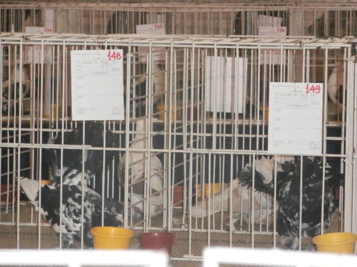 P2060043 - S- Expozitie Gherla 2014