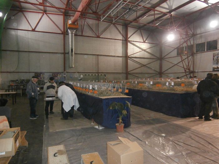 P2060046 - S- Expozitie Gherla 2014