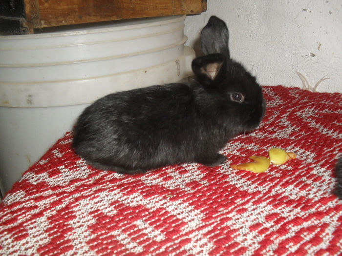 o luna - Cuib 6_01_2014