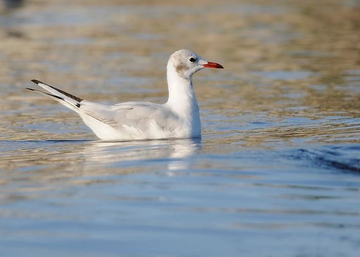 PESCARUS RAZATOR; LARUS RIDIBUNDUS
