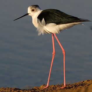 Piciorongul; (Himantopus himantopus)

