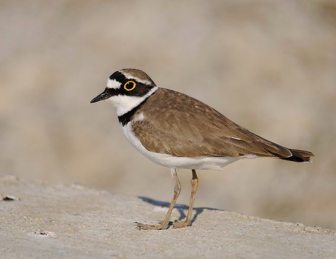 PRUNDARAS GULERAT; (CHARADRIUS DUBIUS)
