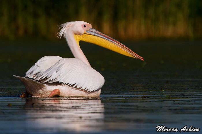 Pelicanul comun; (Pelecanus onocrotalus)
