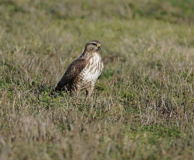 SORECARUL COMUN; (BUTEO BUTEO)
