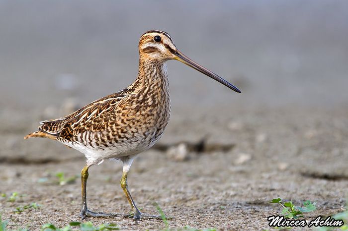 Becatica comuna; (Gallinago gallinago)
