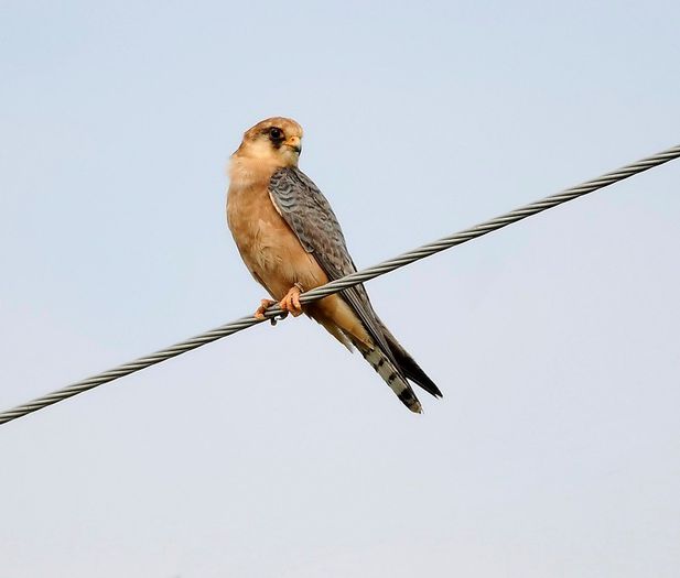VANTURELUL DE SEARA; (FALCO VESPERTINUS)
