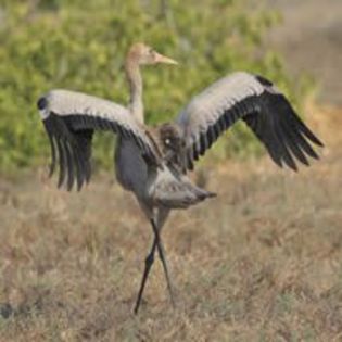 Cocorul mare; (Grus grus)
