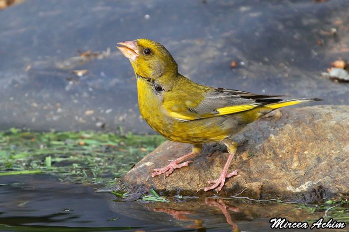 Florinte; (Carduelis chloris)
