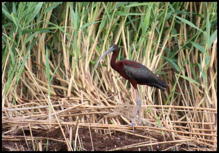 Tiganus; (Plegadis falcinellus)
