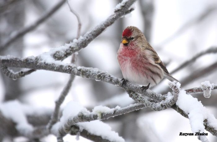 Inarita; (Carduelis flammea)
