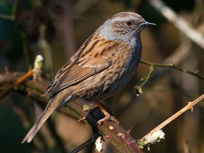 Brumariță de pădure; (Prunella modularis)
