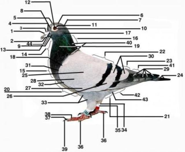 porumbel1; Regiunile Corporale ale porumbeilor:

1-mandibula superioara
2-mandibula inferioara
3-narile
4-umflaturi(ceroma)
5-frunte
6-crestetul capului
7-ceafa
8,9-obrajii
10-pleoape(gene)
11-iris
1
