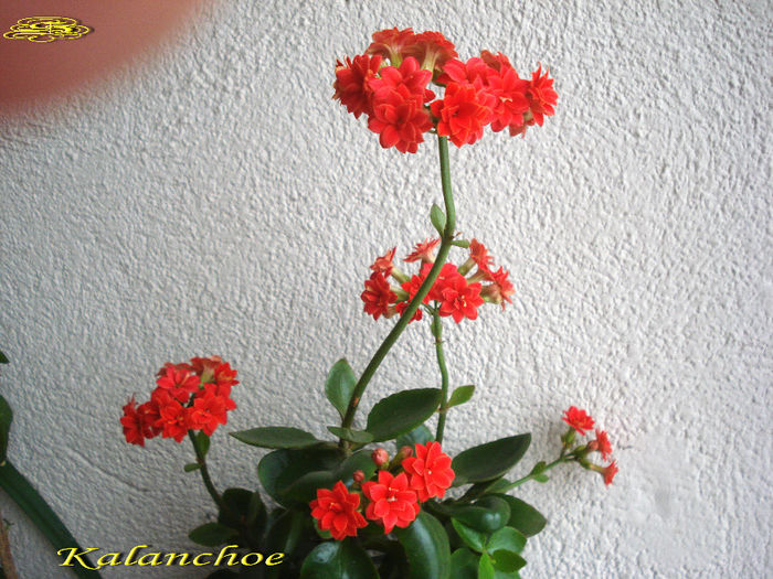 Kalanchoe rosie (7-02-2014) - Flori 2014