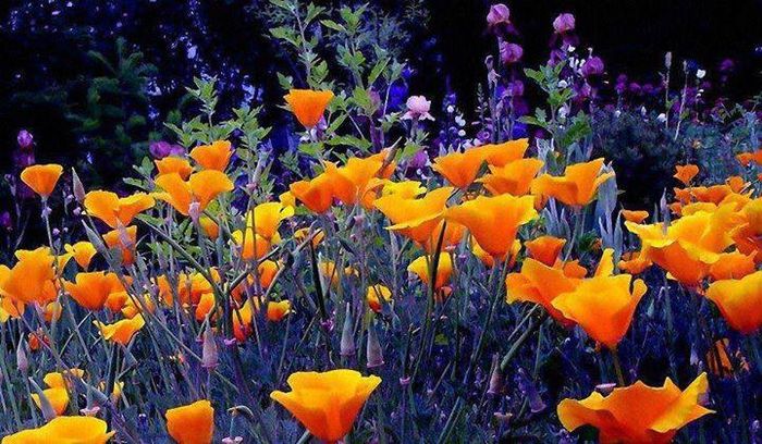 71580_799688166712219_988527399_n