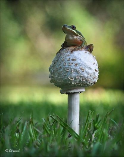 1385511_551960358206855_379198856_n