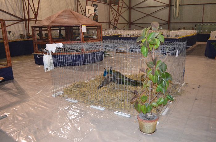 DSC_2464 - S- Expozitie Gherla 2014