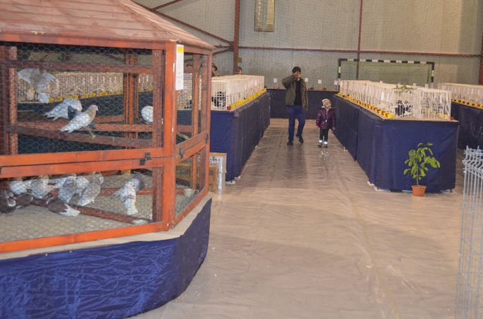 DSC_2466 - S- Expozitie Gherla 2014