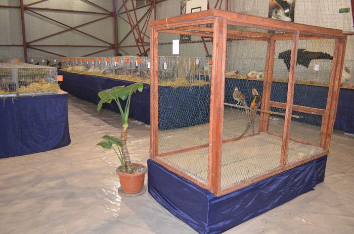 DSC_2467 - S- Expozitie Gherla 2014