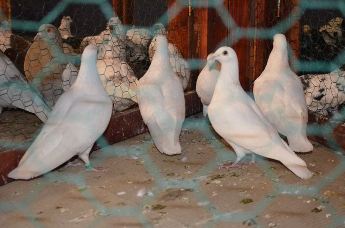 DSC_2472 - S- Expozitie Gherla 2014