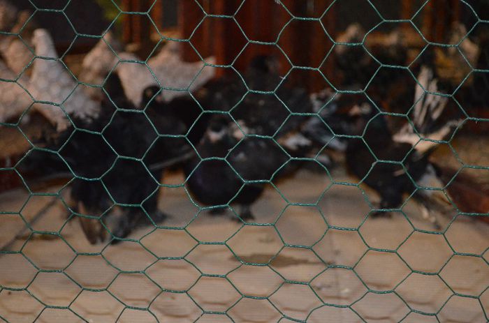 DSC_2473 - S- Expozitie Gherla 2014