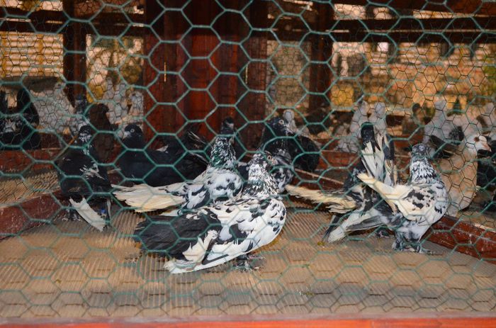 DSC_2474 - S- Expozitie Gherla 2014