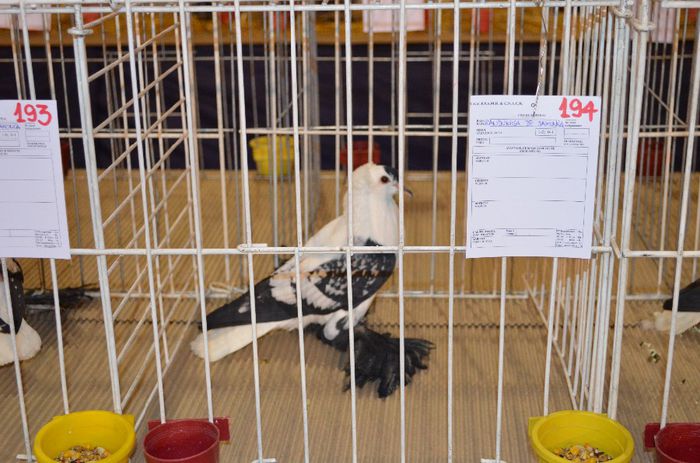 DSC_2475 - S- Expozitie Gherla 2014