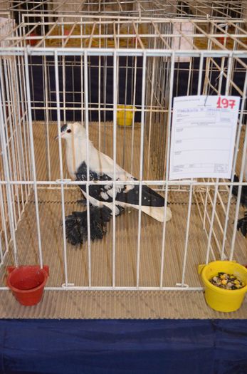 DSC_2477 - S- Expozitie Gherla 2014